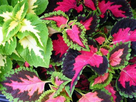 pretty colored coleus flowers plants.jpg Hi-Res 720p HD