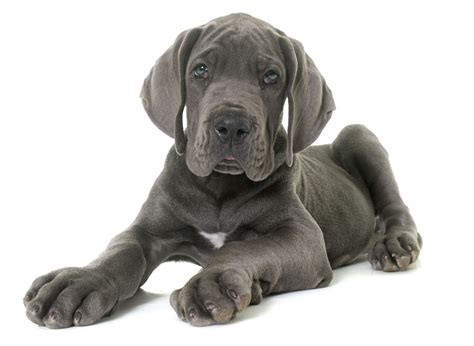 #1 | Great Dane Puppies For Sale In San Diego CA