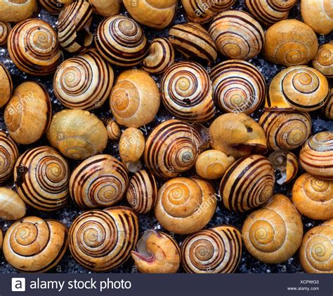 Snail Shells High Resolution Stock Photography and Images - Alamy