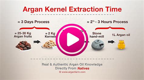 The hardest steps to yield Argan oil: The Argan kernel extraction