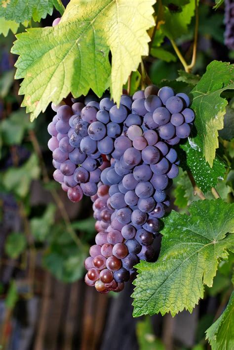 Merlot Grape, Vitis vinifera 'Merlot', Monrovia Plant