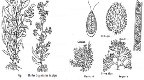 Algae : Salient Features, Occurrence and Distribution, Thallus organization