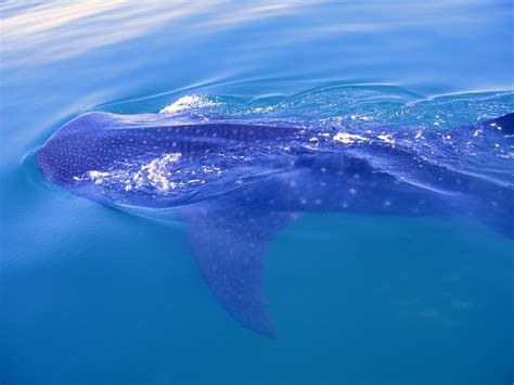 Whale Shark Migration