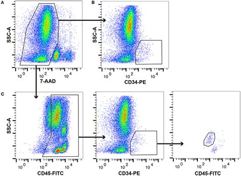 Frontiers | Characterisation of canine CD34+/CD45 diminished cells by ...