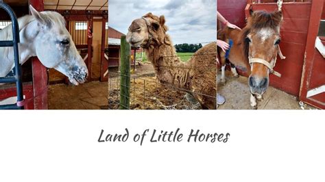 Free Admission to Grandparents on September 11 | Land of Little Horses - SHIP SAVES