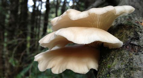 Edible Wild Food Blog » Edible Springtime Fungi