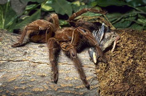 Bird-eating Spider With Prey Photograph by John Mitchell - Pixels