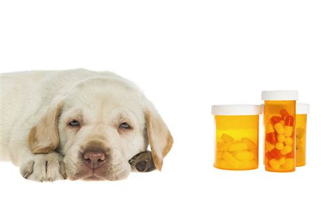 Can Dogs Take Ibuprofen Safely