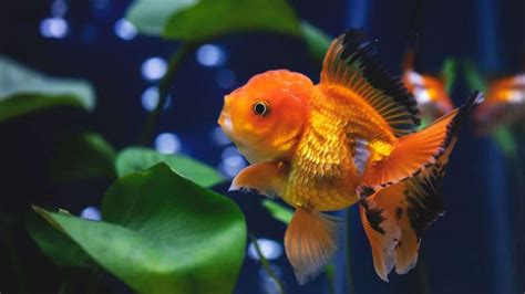 Oranda Goldfish Care Guide - Aquarium Inside