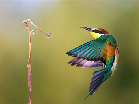 Download Wallpaper 1600x1200 Kingfisher flight speed photography HD Background