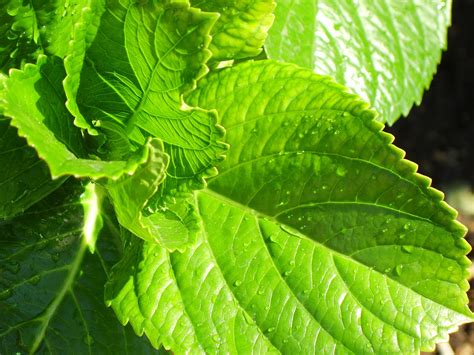 File:Hydrangea leaves.jpg - Wikimedia Commons