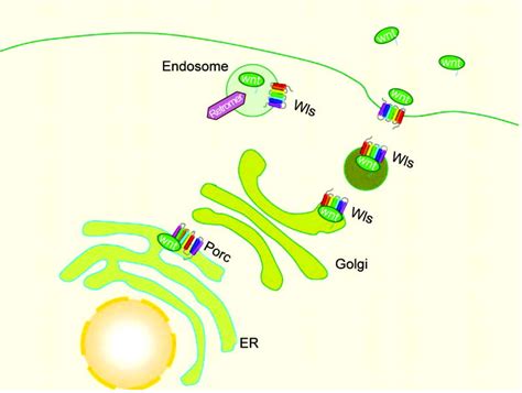 Wnt signaling: the good and the bad. - Abstract - Europe PMC