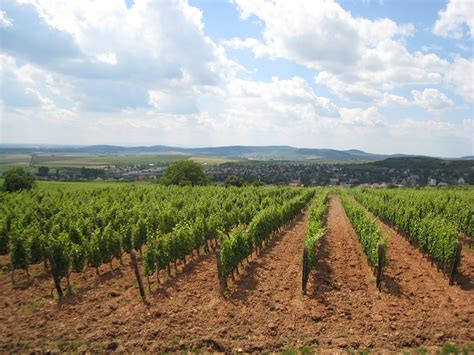 Tokaji Wine, The National Treasure of Hungary for Centuries