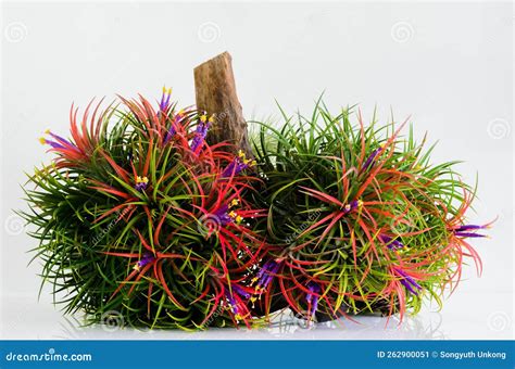 Blooming Air Plant Tillandsia with Its Colorful Flowers Plant in Wooden Log Stock Image - Image ...