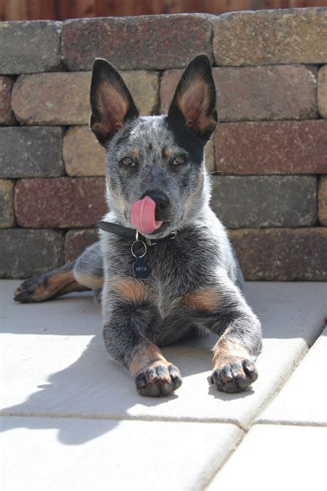 Queensland heeler, blue heeler, Australian cattle dog puppy (So many names for one breed ...