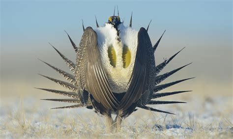 Greater Sage Grouse | Audubon