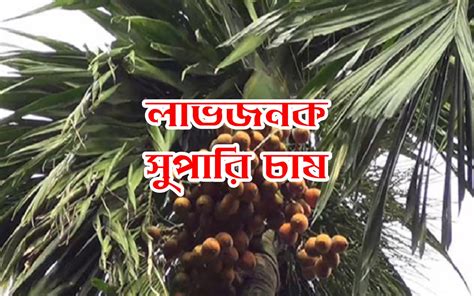 Betel Nut Cultivation: জেনে নিন সুপারি চাষ পদ্ধতি ও রোগ-দমনের ব্যবস্থা