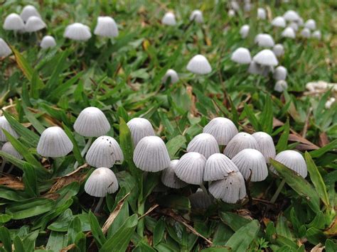 Are Lawn Mushrooms Poisonous?