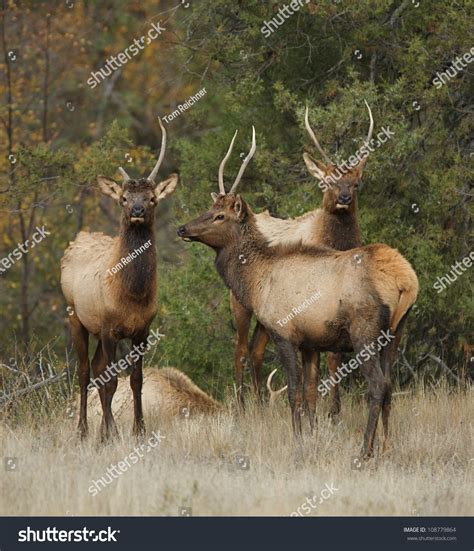 Three Young Rocky Mountain Elk Bulls Stock Photo 108779864 - Shutterstock