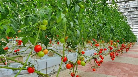 Hydroponic Tomato Plant Guide » Tree Services In Arlington Texas