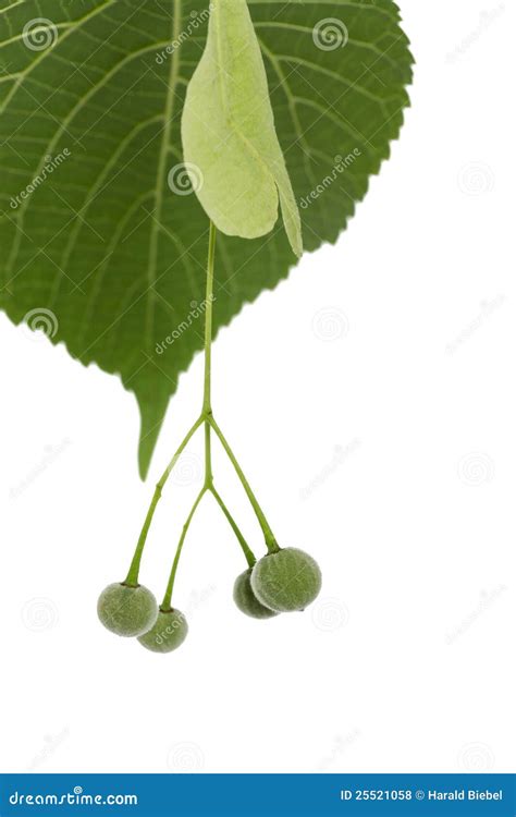 Lime tree seeds on white stock photo. Image of green - 25521058