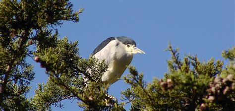 2021 Morro Bay Winter Bird Festival ~ Morro Coast Audubon Society