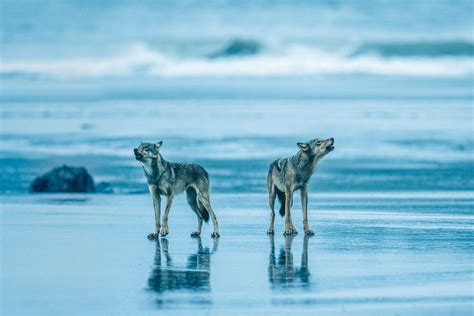 The amazing sea wolves of the Great Bear Rainforest | Canadian Geographic