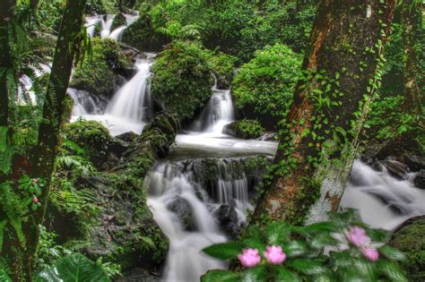 El Yunque Rainforest | El yunque rainforest, El yunque national forest ...