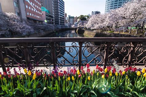 Sakura and Sago Palms: Chasing the Kyushu Cherry Blossoms in 2021