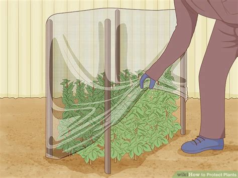 4 Simple Ways to Protect Plants - wikiHow