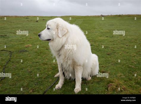 White Newfoundland dog out for a walk on Dartmoor in Devon Stock Photo ...