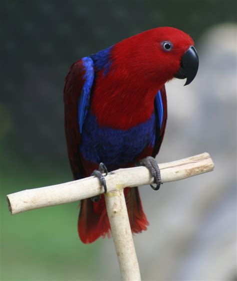 7 Charming Eclectus parrot : Biological Science Picture Directory – Pulpbits.net