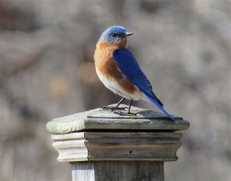 Eastern Bluebirds On the Dawn of Summer – Oakland County Blog