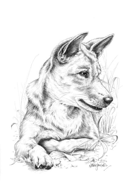 Dingo (Canis familiaris) Graphite Pencil Drawing Australian Wildlife Art by Natalie Jane Parker