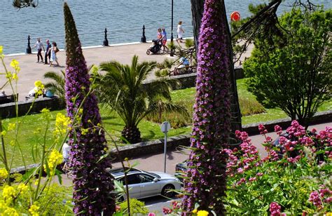 Torquay Seafront in Colour | Photographs of palm trees on Th… | Flickr