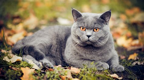 The 10 Quietest Cat Breeds