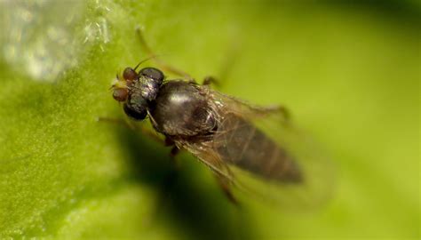 This Fly Has Many Names, But They Almost Always Indicate Something Gross | Texas Standard