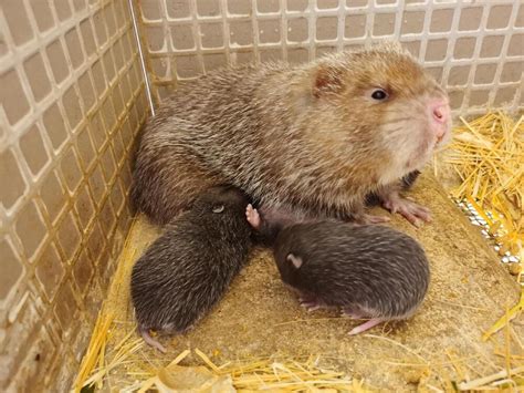 Guangxi bamboo rat breeders ponder fate of rodents meant for food | The ...