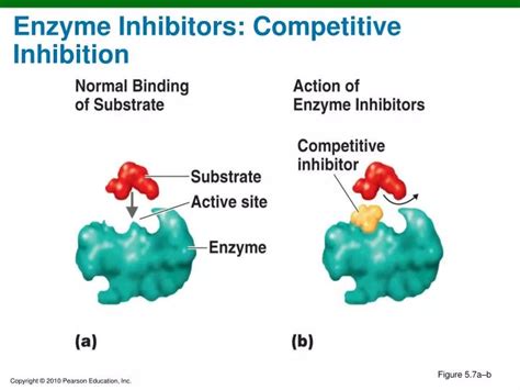 PPT - Enzyme Inhibitors: Competitive Inhibition PowerPoint Presentation - ID:1951599