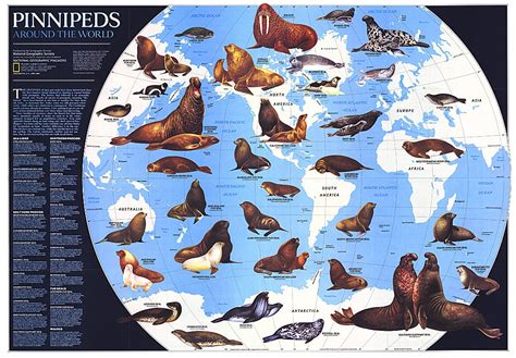 Pinnipeds Around the World Map