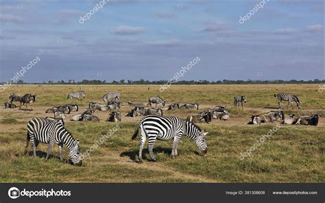 Wild Animals Savannah Kenya Group Zebras Impalas Wildebeests Masai Mara ...