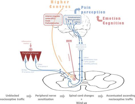 A Review of Intravenous Lidocaine Infusion Therapy for Paediatric Acute ...