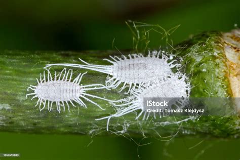 Closeup Of A Longtailed Mealybug Pseudococcus Longispinus On An Orchid Leaf Mealybugs Are Pests ...