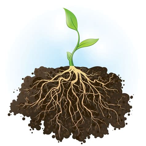 Plant Roots Stock Illustrations – 27,089 Plant Roots Stock Illustrations, Vectors & Clipart ...