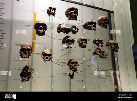 Human Evolution Timeline Skulls