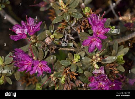 Arctic rhododendron, Rhododendron lapponicum in flower Arctic Europe Stock Photo - Alamy