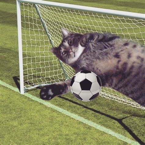 My cat playing soccer. • /r/cats | Cat playing, Cats, Cute cats and dogs