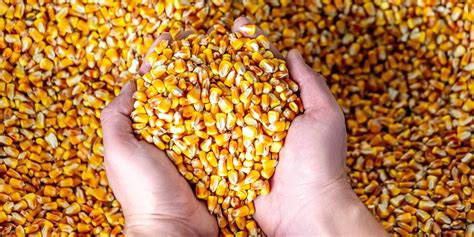 Argentina to withhold corn exports until the end of February | TradeWinds