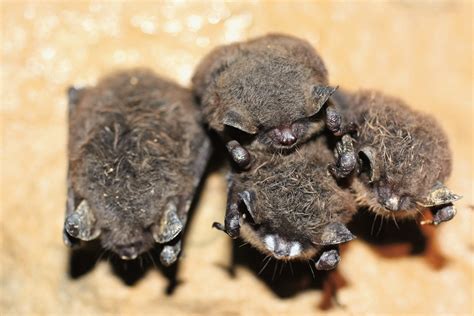 Deadly bat disease has now reached Washington state