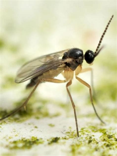 How to Get Rid of Fungus Gnats Effectively - Planet Natural